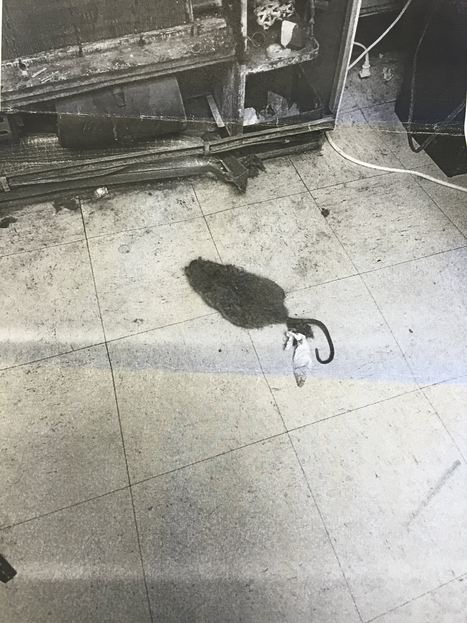 ratsatschool